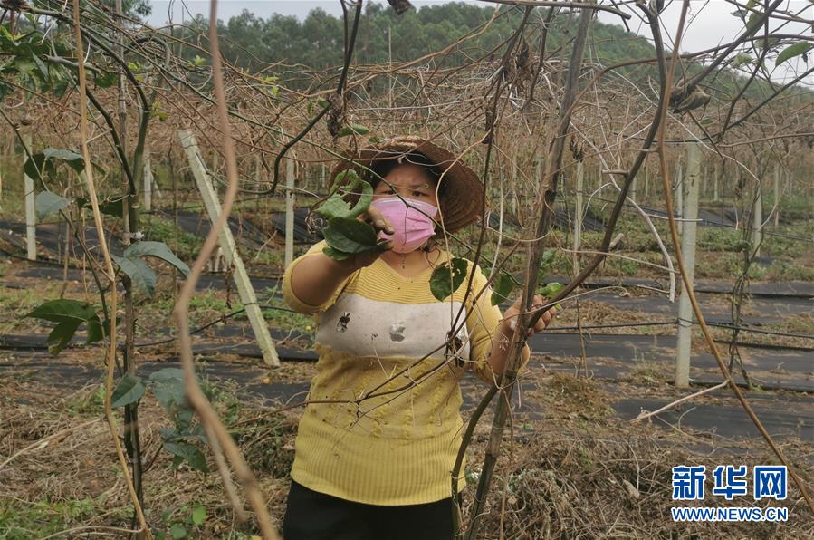 （圖文互動）（3）與疫情抗爭 與春光同行——廣西農村春耕備耕一線觀察