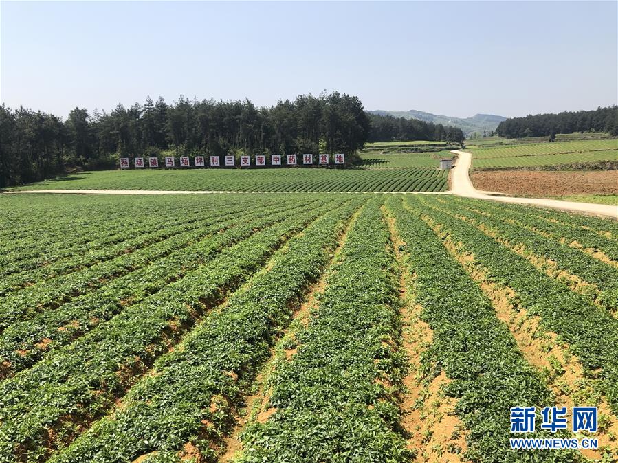 （決戰決勝脫貧攻堅·圖文互動）（6）田野“變奏”讓薄土“生金”——貴州農村產業革命助推脫貧攻堅見聞