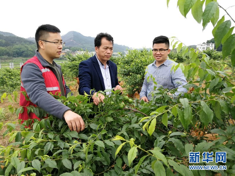 （新華全媒頭條·圖文互動）（6）八桂大地上的青春之歌——記奮戰在廣西脫貧攻堅一線的“黃文秀式”干部