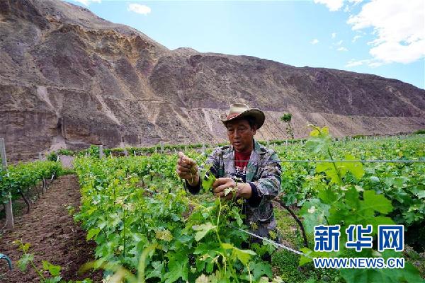 （決戰決勝脫貧攻堅·圖文互動）（3）西藏昌都“甜蜜”產業助脫貧