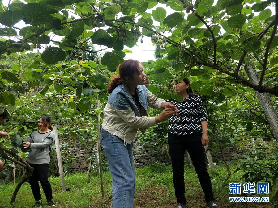 （新華全媒頭條·圖文互動）（10）初夏，循著總書記的腳步探訪產業扶貧新事