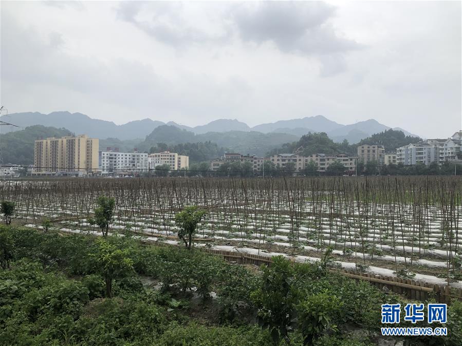 （決戰決勝脫貧攻堅·圖文互動）（1）特色產業開啟貴州貧困山區發展新路徑