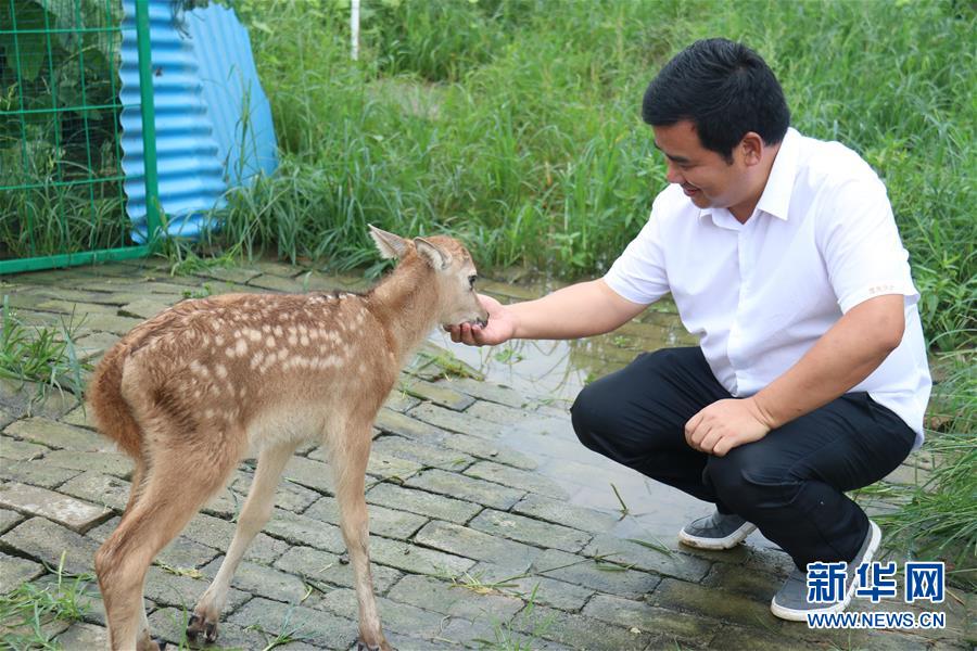 （防汛抗洪·圖文互動）（2）洞庭湖洪水中的野生動物“生死營救”