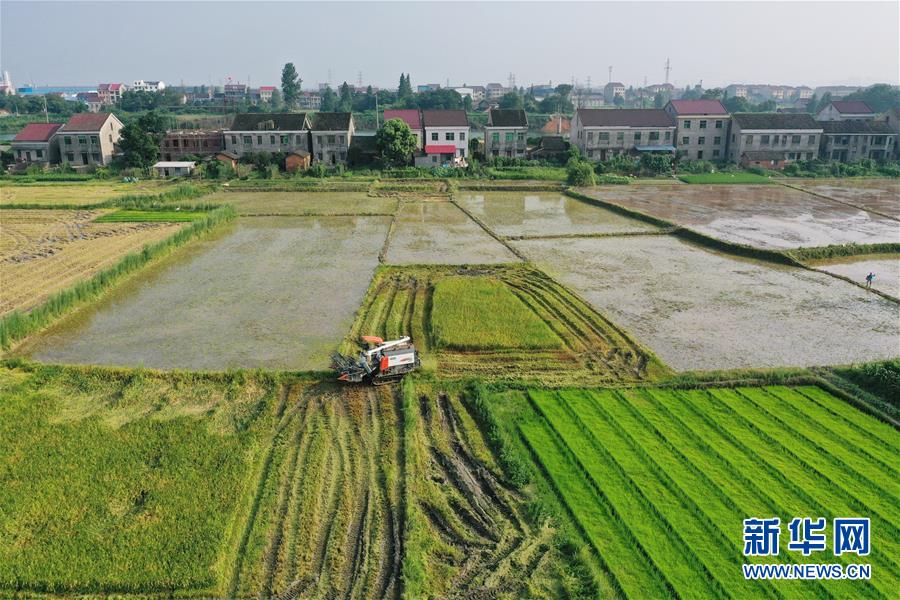 （防汛抗洪·圖文互動）（1）洞庭湖畔打響糧食保衛戰