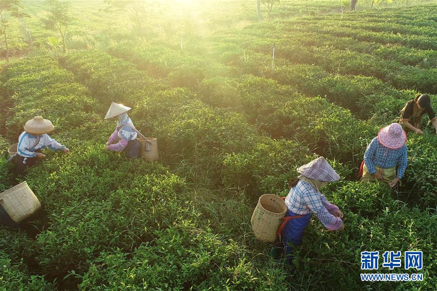 （新華全媒頭條·走向我們的小康生活·圖文互動）（7）留住鄉愁留住美——千村競秀綴瓊州