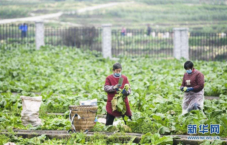 （新華全媒頭條·走向我們的小康生活·圖文互動）（5）大城大鄉的“幸福協奏曲”——重慶推動高質量發展創造高品質生活紀事