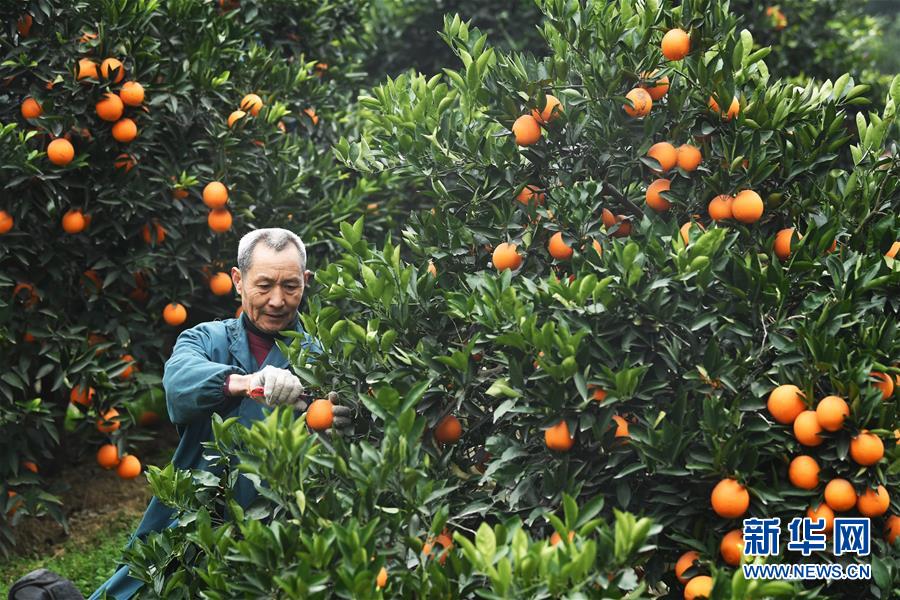 （新華全媒頭條·走向我們的小康生活·圖文互動）（9）大城大鄉的“幸福協奏曲”——重慶推動高質量發展創造高品質生活紀事