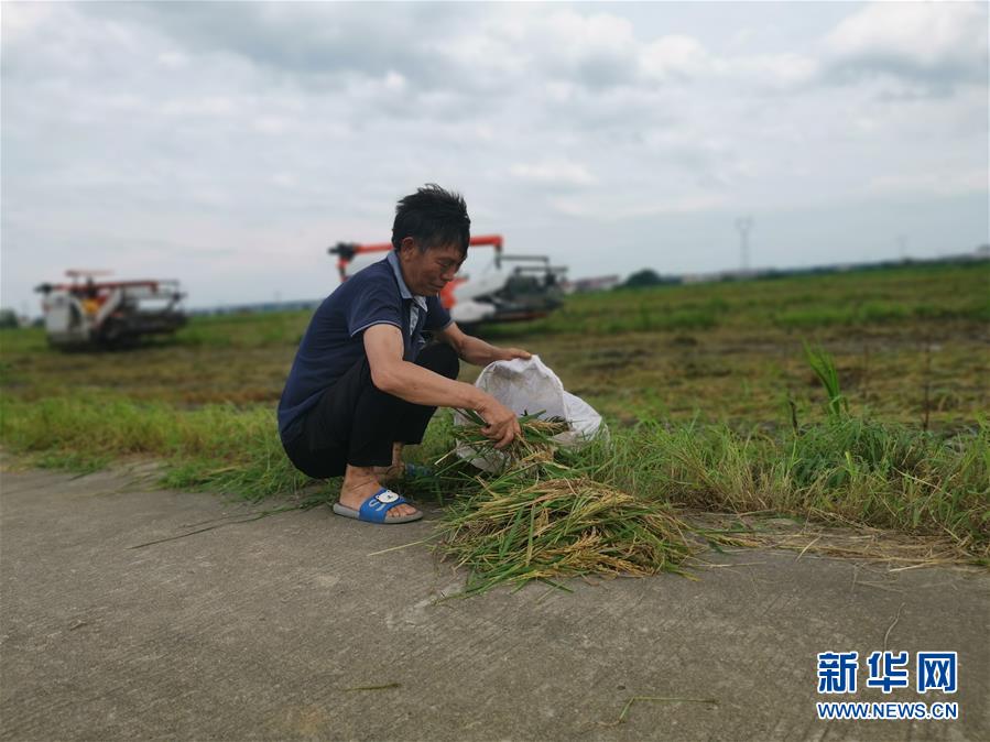 （新華視點(diǎn)·聚焦餐桌外的浪費(fèi)·圖文互動(dòng)）（1）顆粒歸倉為何難實(shí)現(xiàn)？我國糧食收割環(huán)節(jié)損失驚人