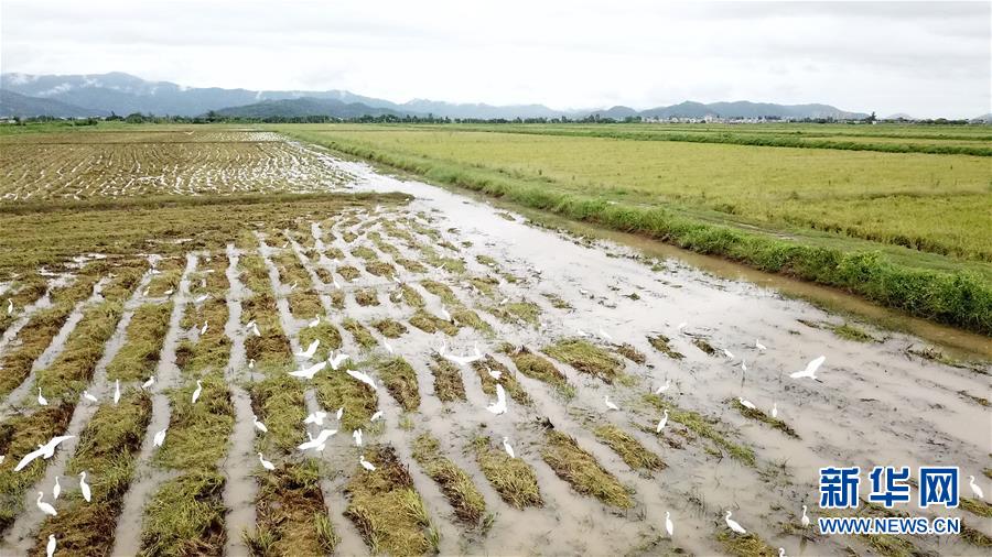 （經濟）（3）廣東江門海水稻迎來收獲季