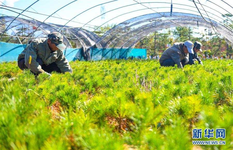 （在習近平新時代中國特色社會主義思想指引下——新時代新作為新篇章·習近平總書記關切事·圖文互動）（8）綠意，在黃沙中鋪展——我國防沙治沙紀實