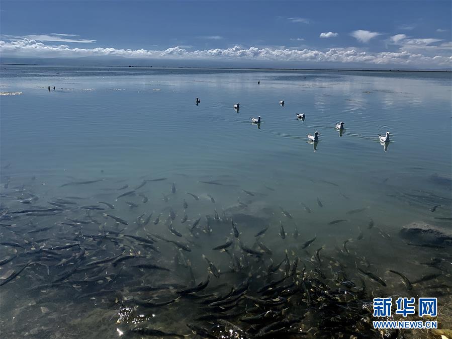 （新華全媒頭條·圖文互動）（4）大湖見證 ——持續保護讓青海湖生態華麗“蝶變”