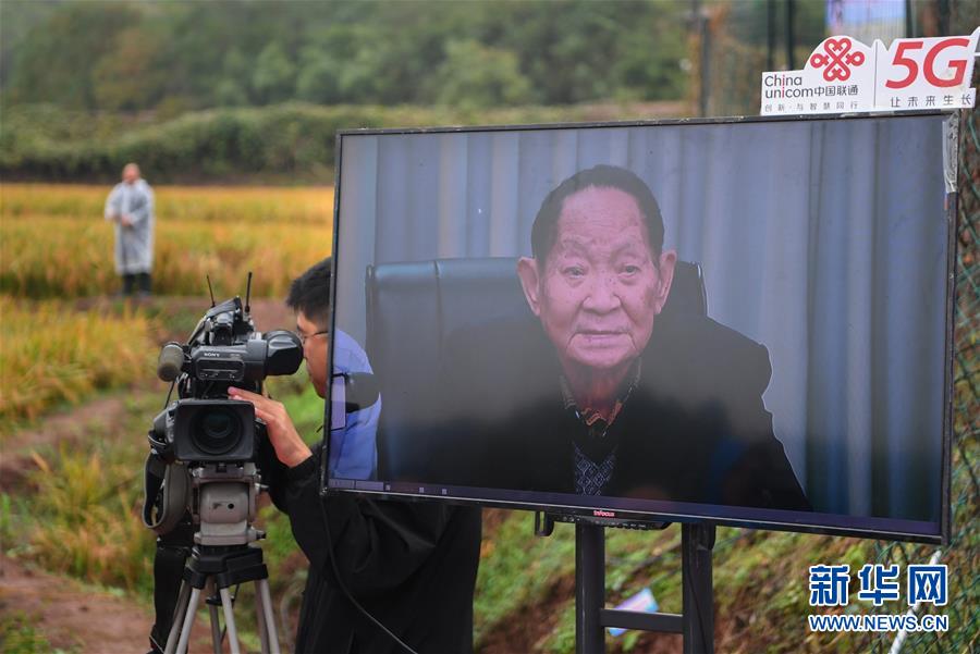 （圖文互動）（4）袁隆平團隊雜交水稻雙季畝產突破1500公斤