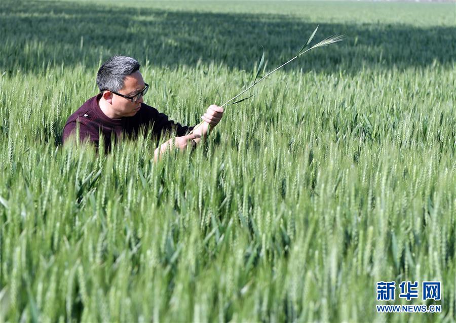 （在習近平新時代中國特色社會主義思想指引下——新時代新作為新篇章·習近平總書記關切事·圖文互動）（5）新農事、新希望——夏收前田間新動態掃描