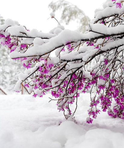 立夏時節 雪景如畫