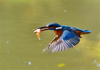 翠鳥(niǎo)捕魚(yú)