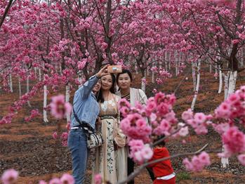 櫻花漫山，一份14年的等待