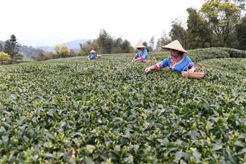 福鼎茶鄉迎來白茶開茶季