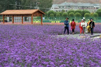 甘肅：鄉村旅游讓農民享受“綠色收益”