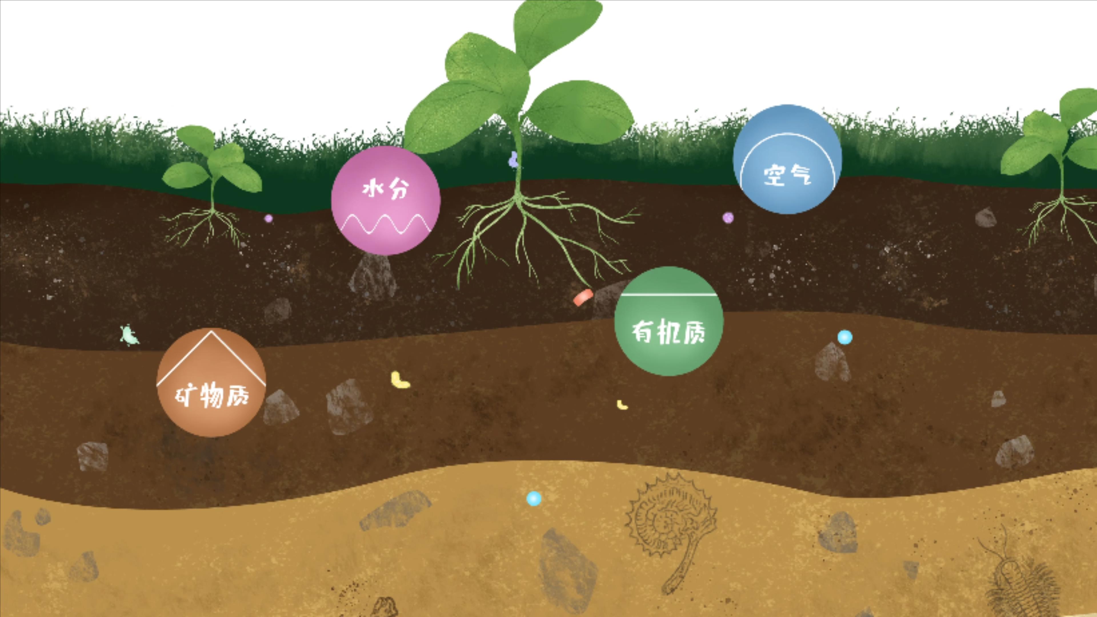 土壤由礦物質、有機質、水分、空氣及包括微生物在內的生物體等組成