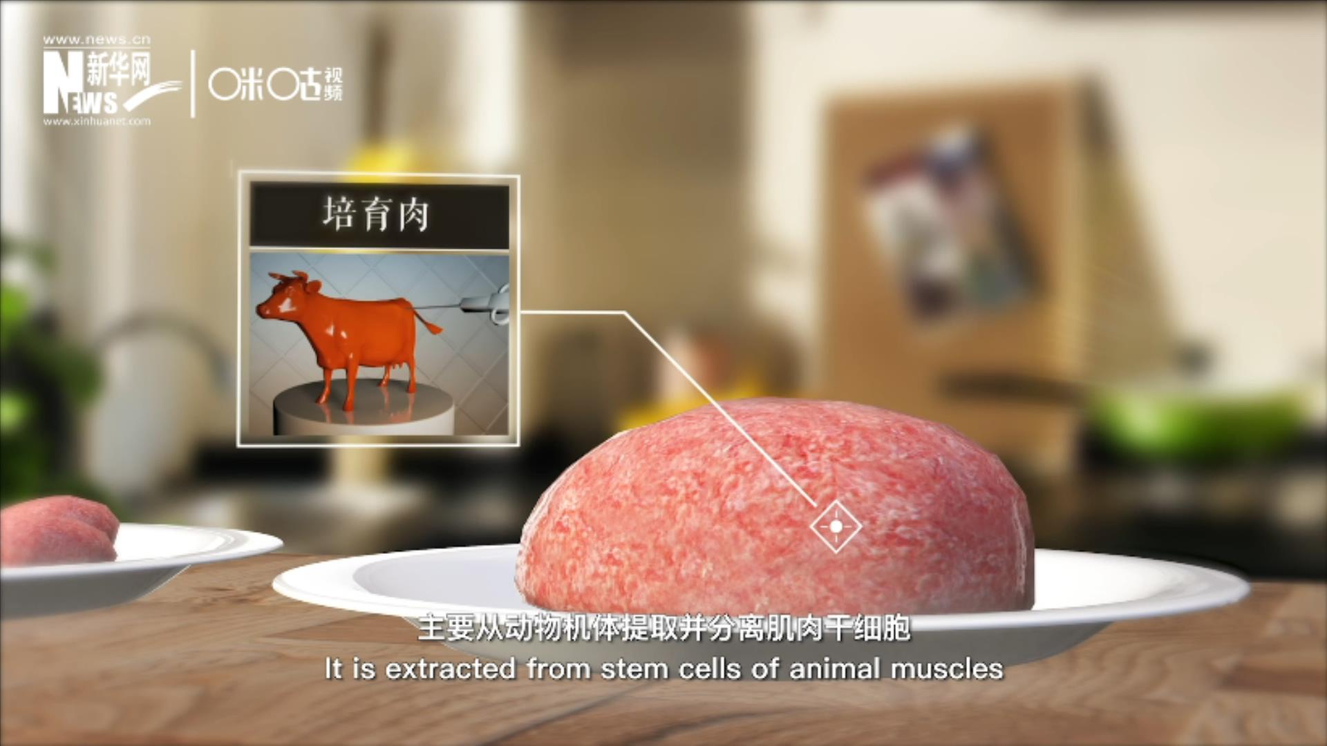 培育肉主要是從動物機體提取并分離肌肉干細胞，在實驗室里培養(yǎng)而成