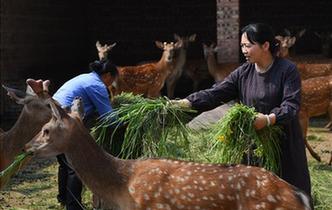 全國人大代表雷金玉：努力吸引人才 推動鄉村振興