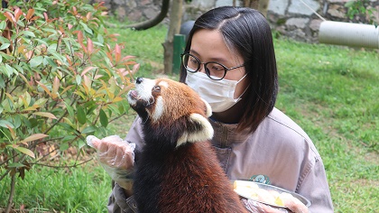 向“萌勢力”低頭——90后小熊貓“家長”的飼養日常