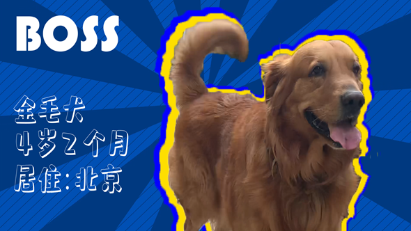 有效拴繩&科學遛狗——如何文明養犬？“撿屎官”們快看過來！