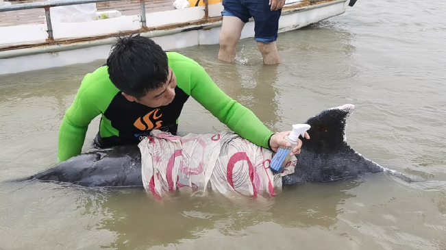 寧波寧海：營(yíng)救8小時(shí) 糙齒海豚重歸大海