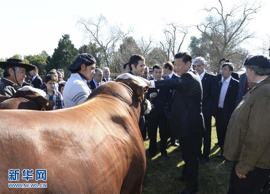 當?shù)貢r間7月19日，正在對阿根廷進行國事訪問的國家主席習近平參觀共和國莊園，考察阿根廷農(nóng)牧業(yè)，了解阿根廷農(nóng)牧民文化特色。新華社記者馬占成攝 