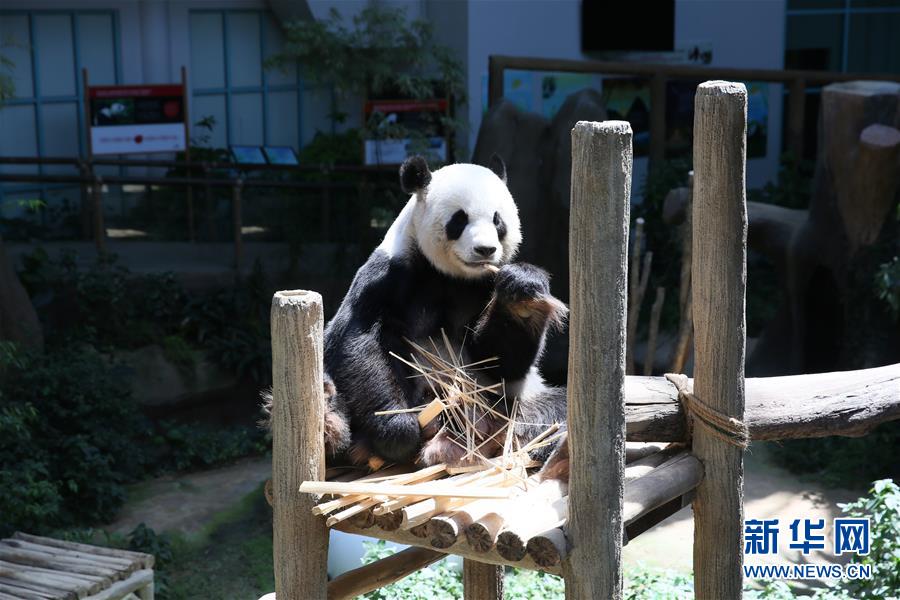 （國際）（3）旅馬大熊貓“靚靚”誕下第二只寶寶