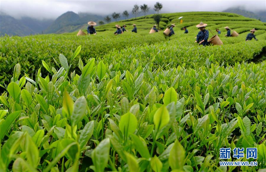 （亞洲文明對話大會）（2）茗香亞洲 茶韻綿長