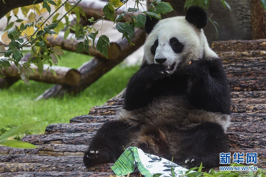 （國(guó)際）（1）莫斯科動(dòng)物園為大熊貓“如意”和“丁丁”慶生