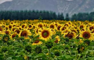 北京：燕山腳下油葵花開