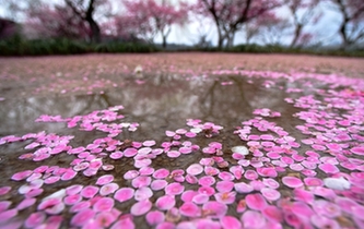 杭州：雨后梅花落滿(mǎn)地