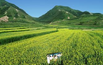 六盤山下 油菜花開扮靚美麗鄉村