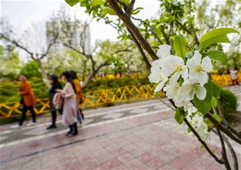 新疆庫(kù)爾勒：梨城四月花正香