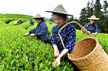 武夷山：生態(tài)茶園 祭茶喊山