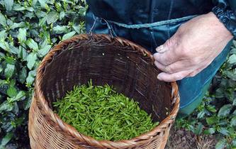 杭州西湖龍井春茶開(kāi)采